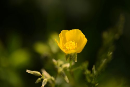 How Dangerous Are Buttercups?