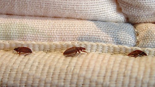 This city was just named the worst in Canada for bed bugs for the third straight year
