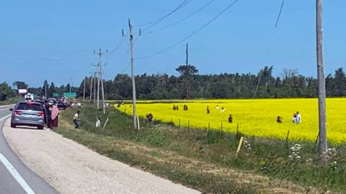 OPP urge people to stop taking selfies in canola fields after ‘serious instances’ over Canada Day long weekend
