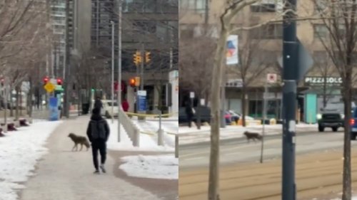 Coyote spotted running through streets in downtown Toronto