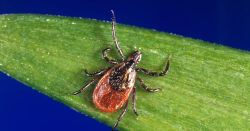 Are tick populations rising in Ontario? How to protect yourself against them