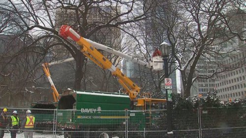 Metrolinx begins to clear trees at Osgoode Hall, agrees to 'pause work' ahead of hearing on their removal