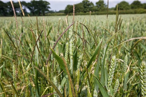 Blackgrass trials show September-sown wheat can be an option - cpm magazine