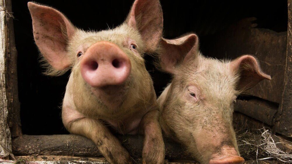 Terrifying Ways Animals Are A Lot Smarter Than You Think