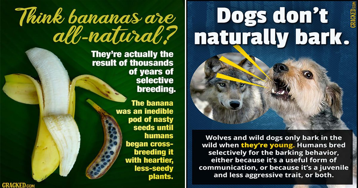 20 'Natural' Things That Aren't