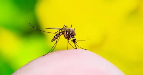 Dengue Fever Surges in the USA! Learn How to Prevent Mosquito Bites When You Travel