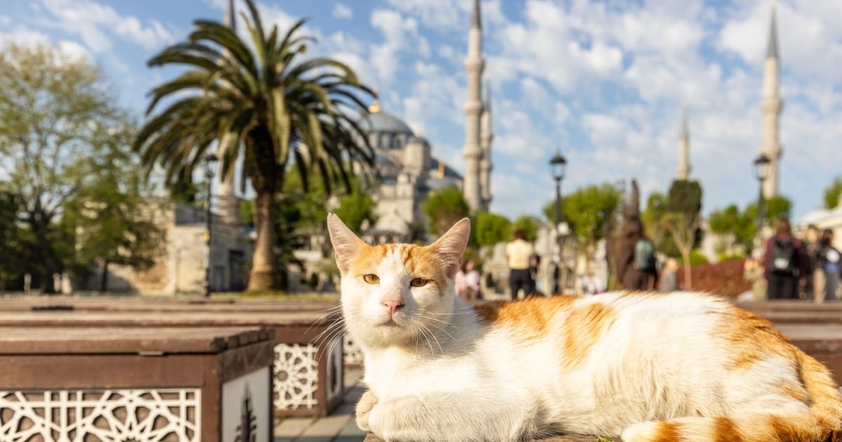 In Honor of International Cat Day: How To Commune with Street Cats When You Travel
