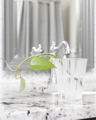 How to Propagate Pothos Plants