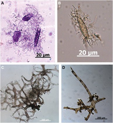 Darwinians Struggle with Dinosaur Soft Tissue – CEH
