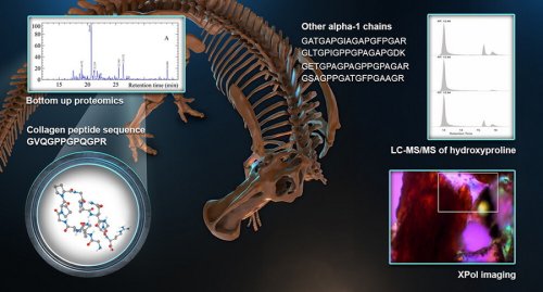 Dinosaur Original Collagen Confirmed – CEH