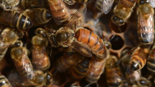 Bee shortage agitates almond industry