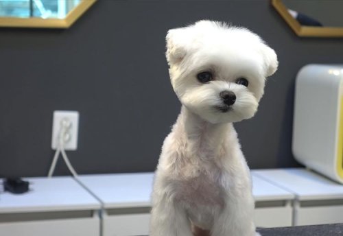 How to Groom a Maltese: Hair, Ear, Nail, Style, Tools & More