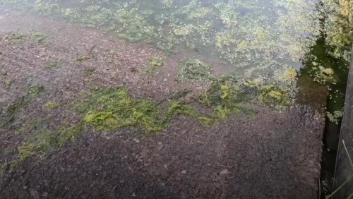 N. Ireland prelates voice ‘grave concern’ over algae bloom at famed lake
