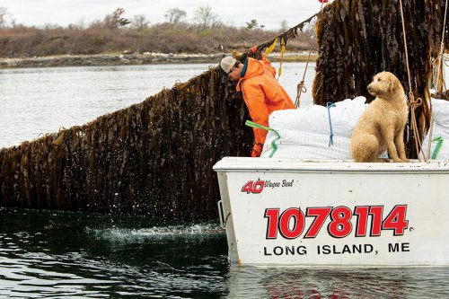 Seaweed Inc.: As climate threatens lobster, Maine eyes new cash crop