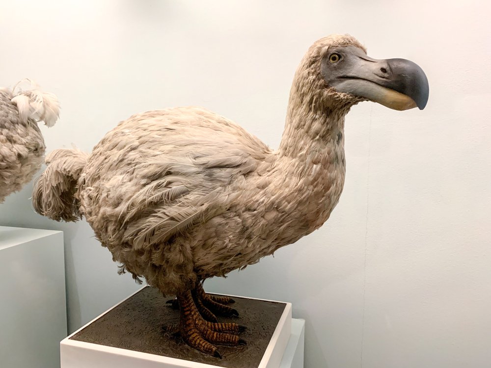 5 Things You May Not Have Known About The Dodo Bird