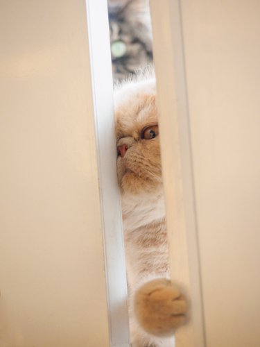 Why Can’t Your Cat Handle Closed Doors?