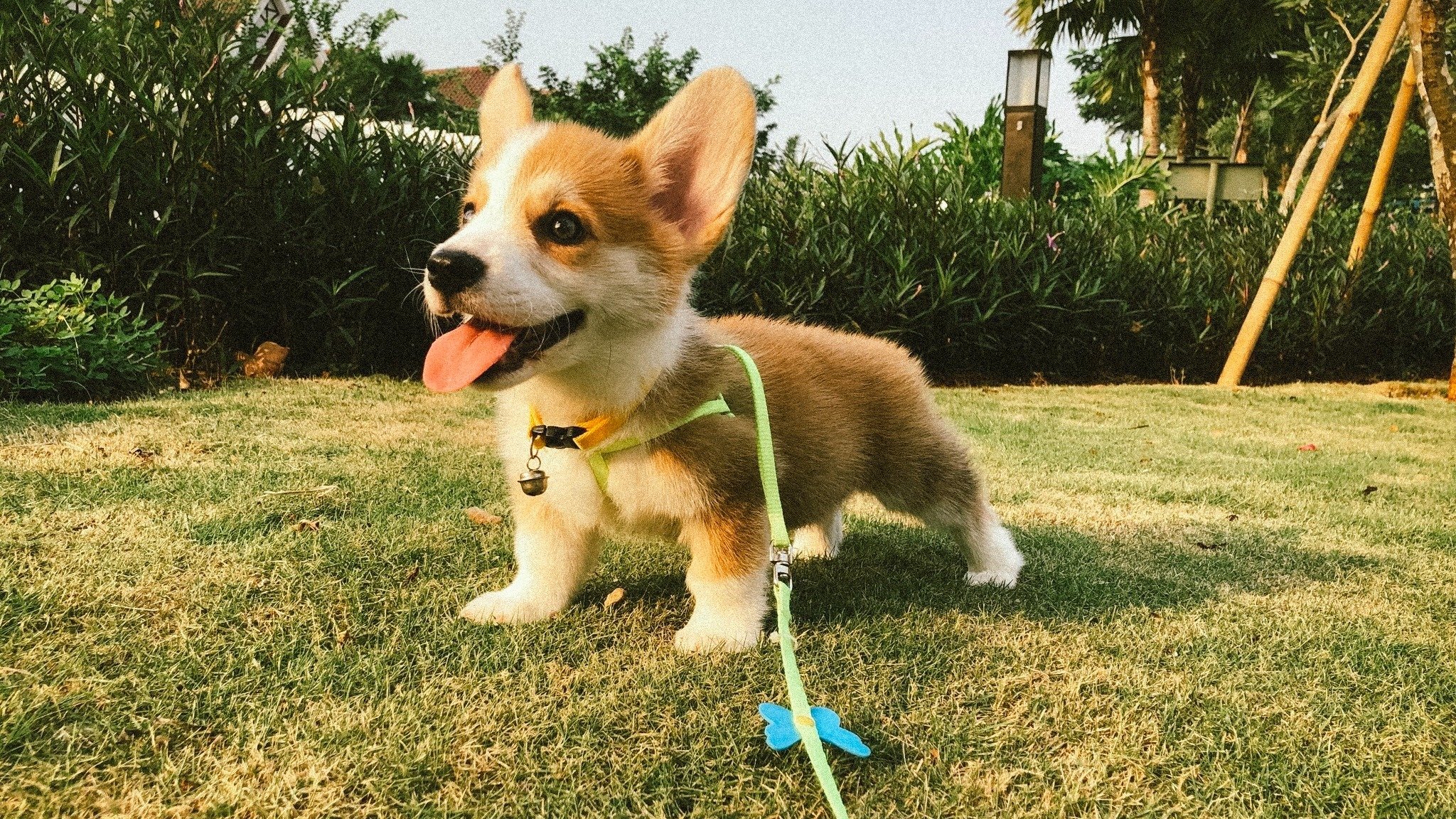 6 Common Mistakes First-Time Dog Owners Make During Puppy Training