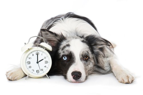 How Dogs Perceive Time