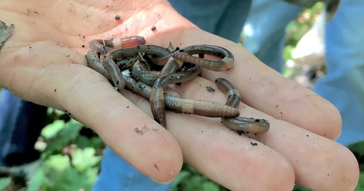 Experts Say If You See This Jumping Worm, 'Kill It'