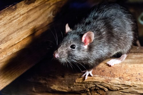 Scientists Are Using Ancient Rat Remains to Retrace Human History