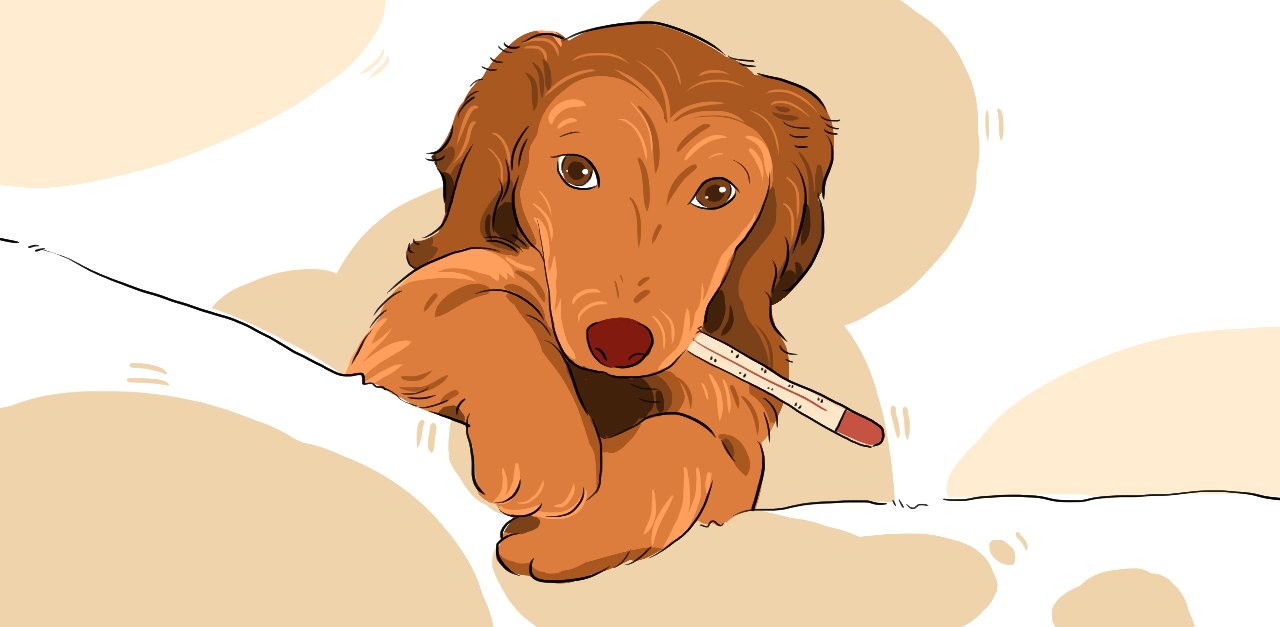 Puppy Care 101: How To Help A Sick Puppy And Prevent Ailments In The First Place
