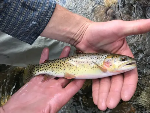 10 Best Towns for Trout Fishing in the US | Field & Stream