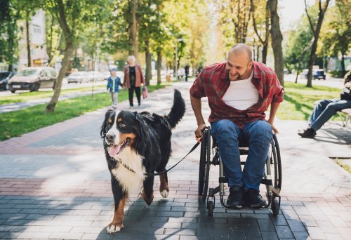 How Do Dogs Know How to Support Someone with a Disability?