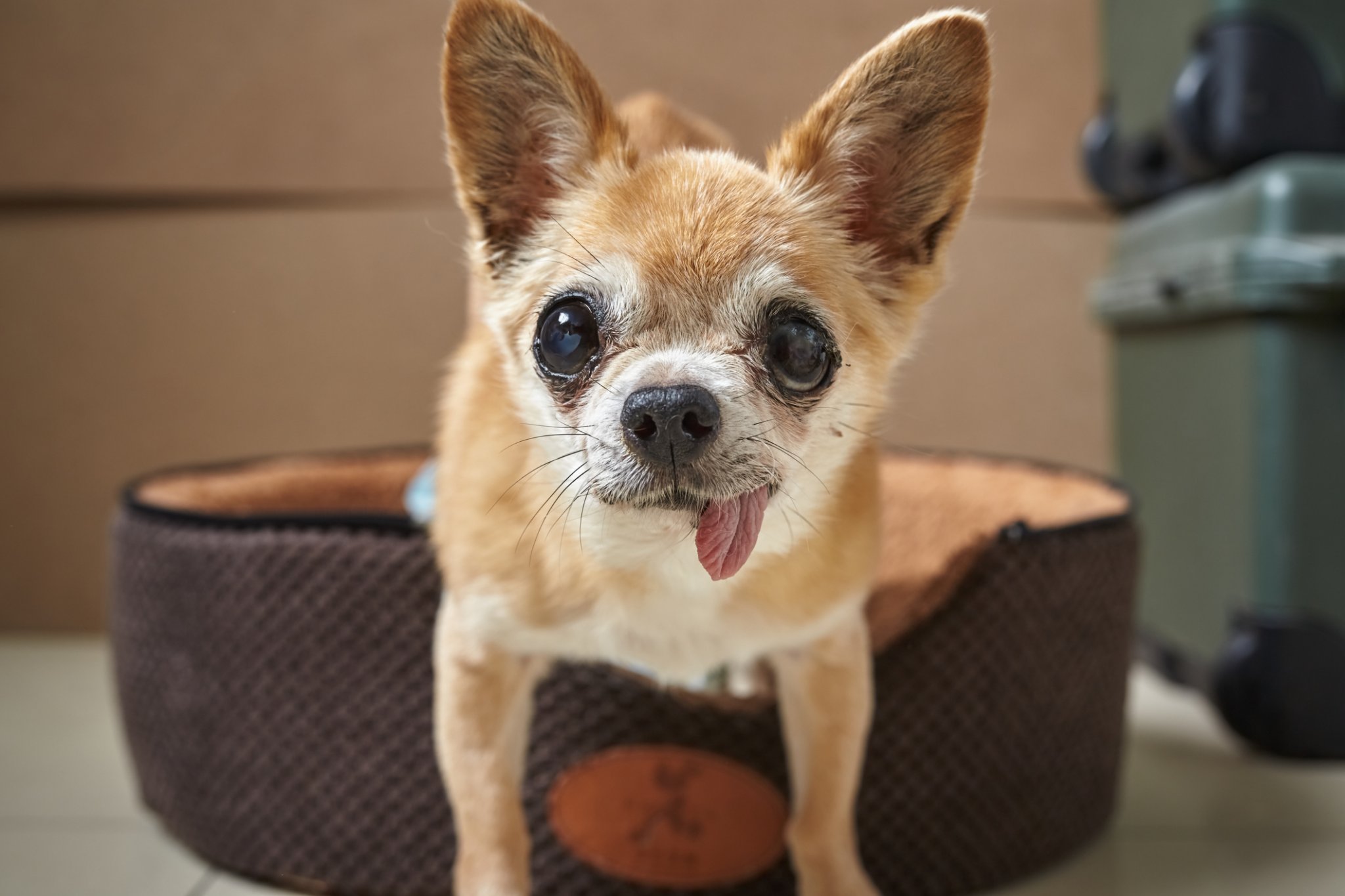 Honest Review Of 'Demonic' Chihuahua Who 'Hates Men More Than Women Do' Wins Internet