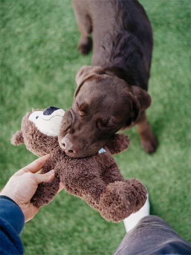 Why You Should Be Washing Your Dog’s Toys (And How to Do It Right)