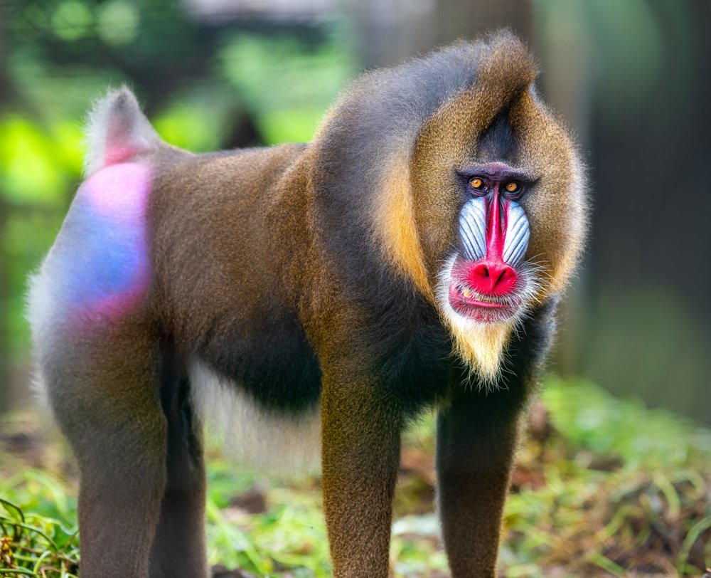 10 Of The Freakiest Animals Found In The Tropical Rainforest