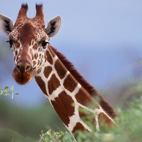 Interesting Facts about Giraffes Most People Don't Know