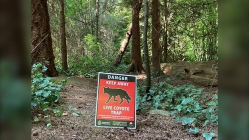2nd coyote attack in as many days in Vancouver's Stanley Park