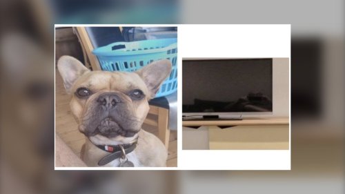 How a photo of a pet dog and a couple of selfies took down an international drug trafficking ring