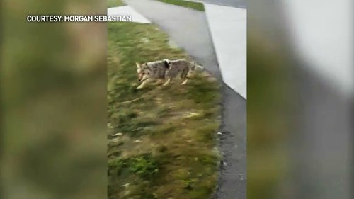 More Calgary neighbourhoods experiencing aggressive coyote behavior