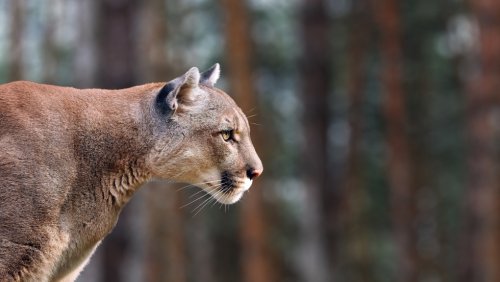 Cougar warning issued after people approached by animal: Alberta Parks
