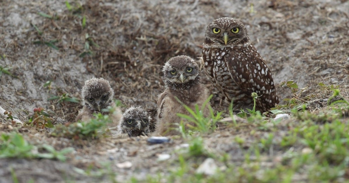 'The party is over': Ottawa to crack down on destruction of endangered species' habitats