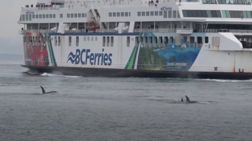 Caught on cam: Orcas delight BC Ferries passengers sailing between Vancouver and Victoria