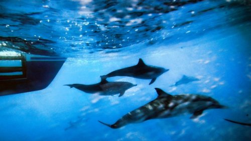 Oceans will lose oxygen for centuries, even if we stop CO2 emissions: study