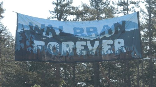Old-growth forest activists suspend 18-metre banner near Highway 1