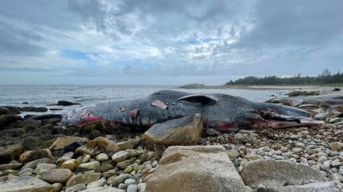 25-metre endangered blue whale washes ashore on beach south of Halifax