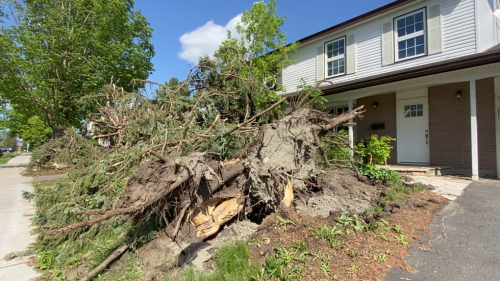 Storm clean-up continues as thousands of Ottawa residents mark eight days of no power