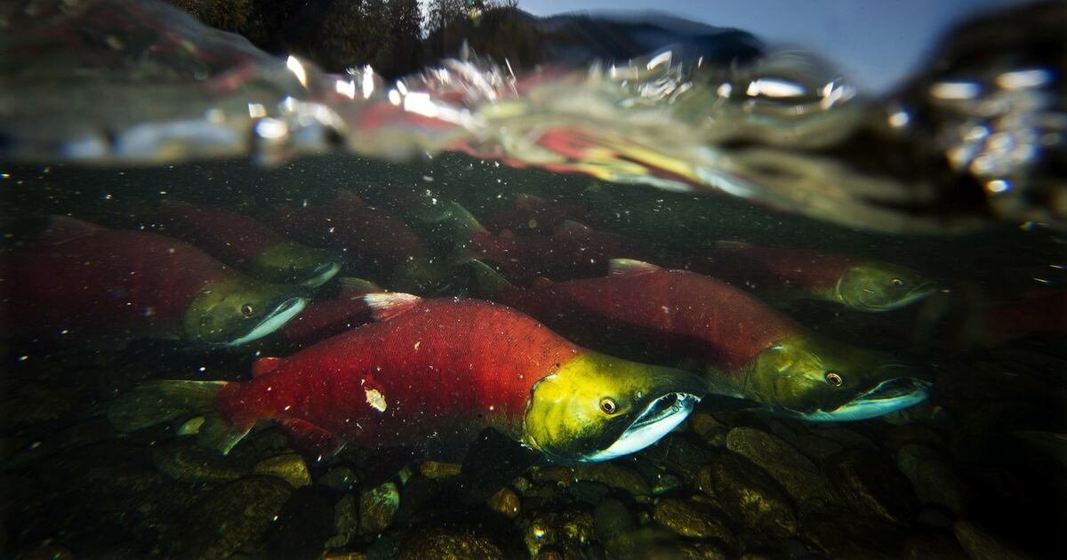 B.C. salmon