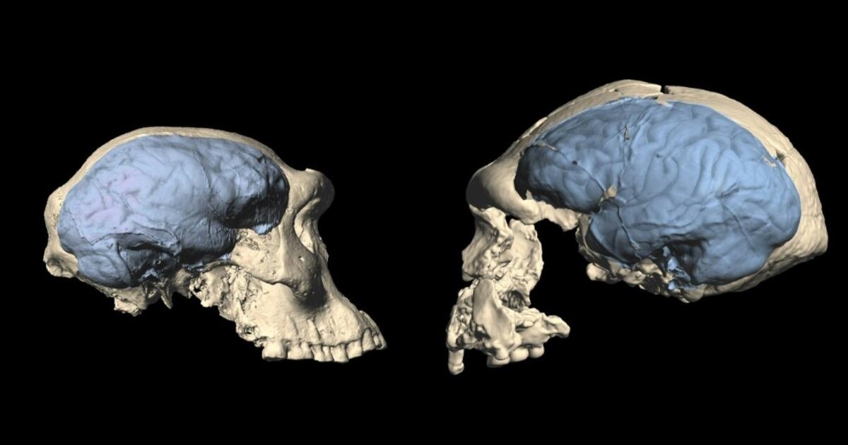 Mind blown: Modern brains evolved much more recently than previously thought