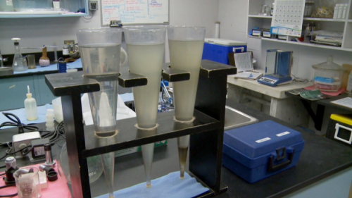 The COVID-19 wasteland: searching for clues to the pandemic in the sewers