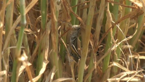 'I'm going seven days a week': Southern Alberta pest control companies swamped with calls during hot, dry summer