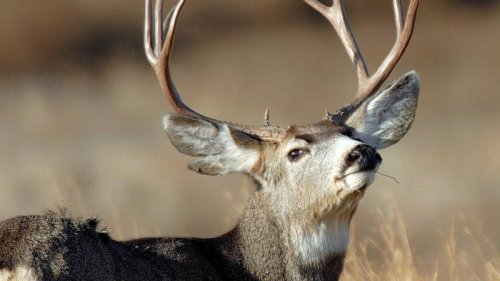 B.C. deer are stressed during wildfires, and the proof is in their poop: researchers