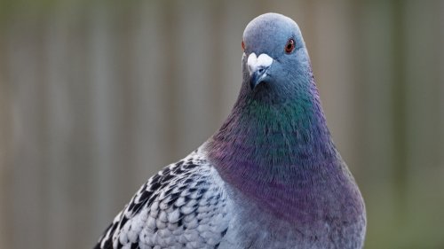 City of St. John's charges 70-year-old woman for feeding pigeons in her backyard