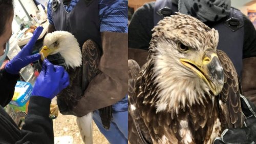 Death of 2 bald eagles highlights dangers of lead bullets