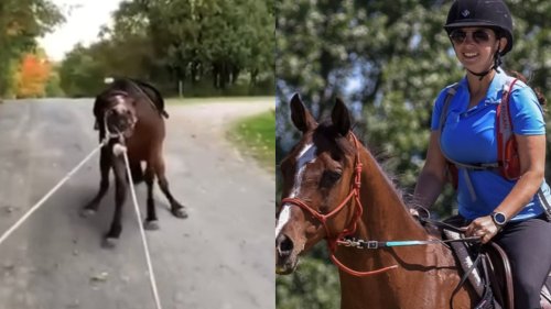 Ontario woman, 23, charged after graphic video emerges of horse being dragged