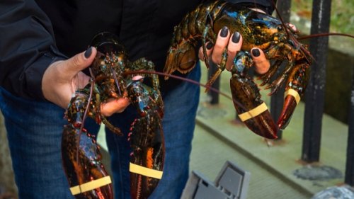 Halifax restaurants take commercial lobster off menu to show solidarity with Mi'kmaw fishers
